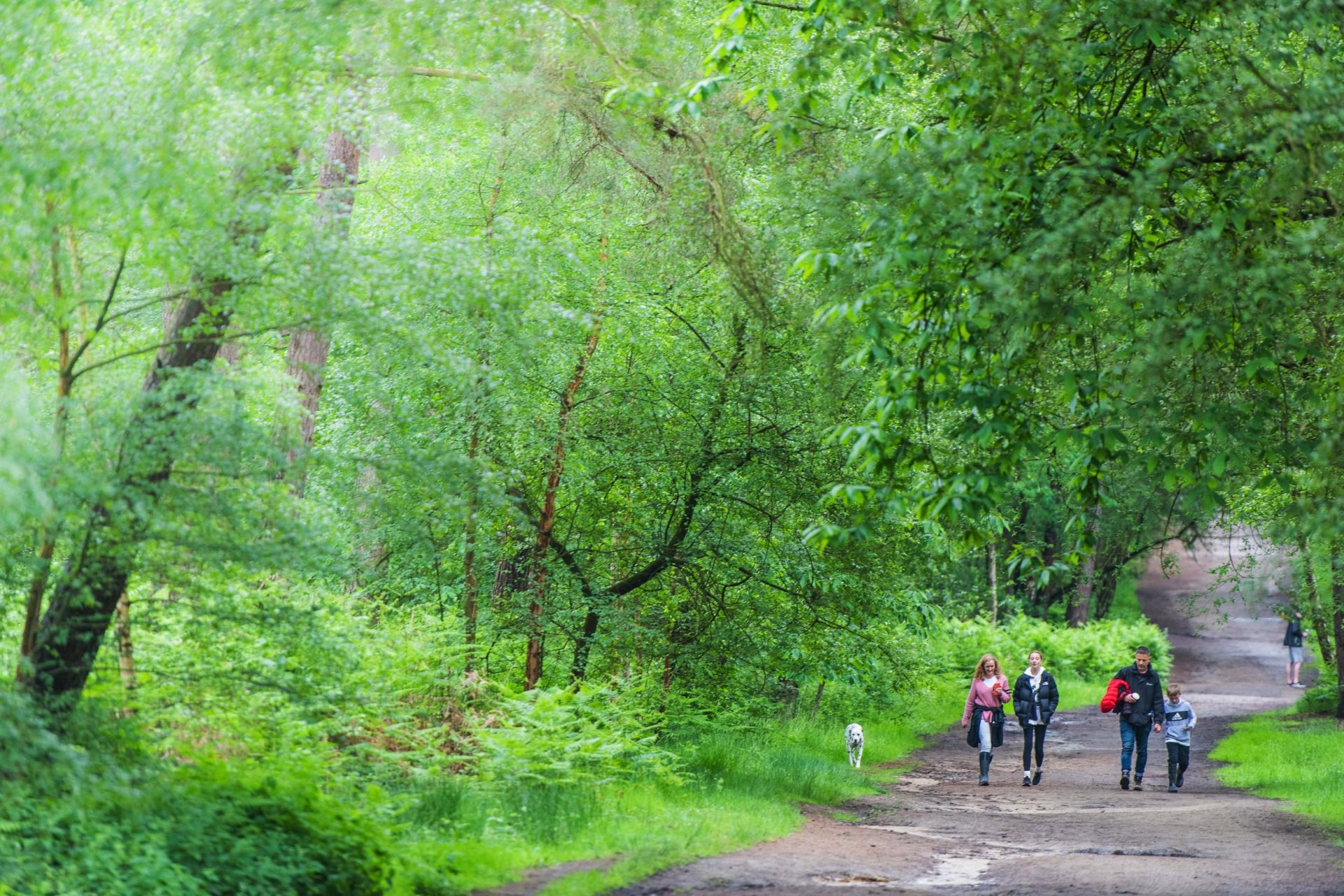 Swinley Forest